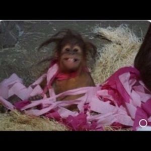 Meet your Posher, Ollie